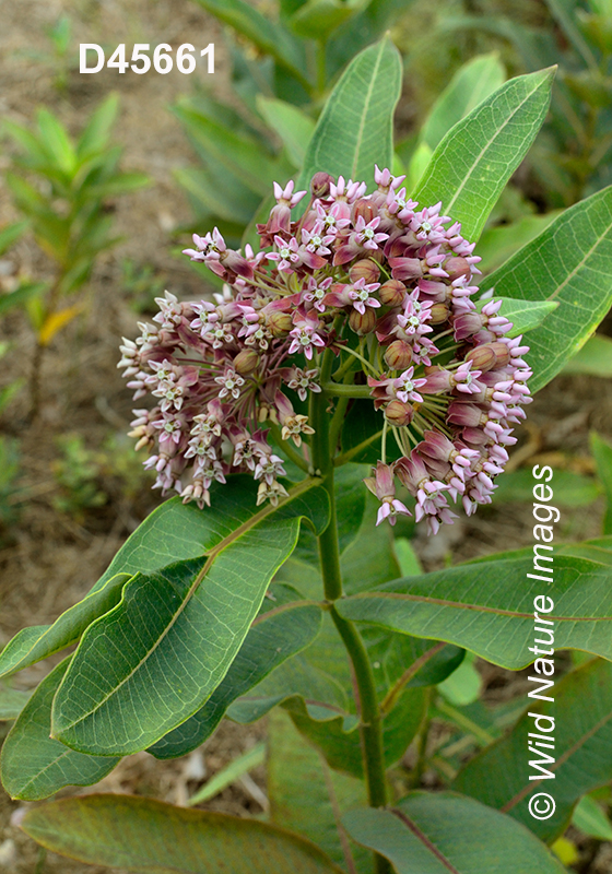 Common Milkweed (Asclepias syriaca)